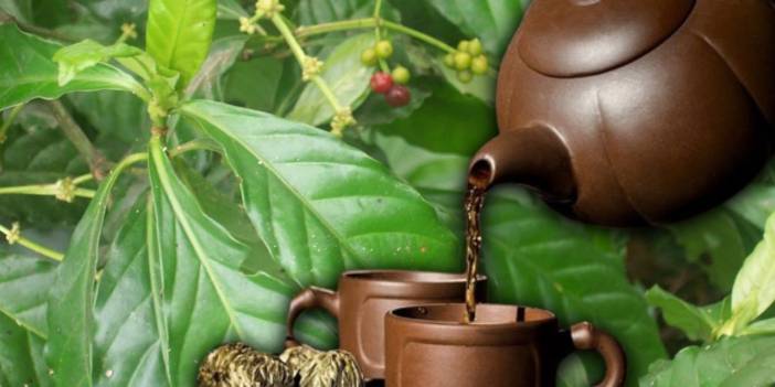 Ayahuasca nedir, etkileri nelerdir? Ayahuasca çayı neden birçok ülkede yasak?