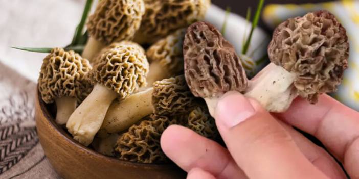 Konya'da sezonu açıldı: Kuzugöbeği mantar turşusu nasıl yapılır?