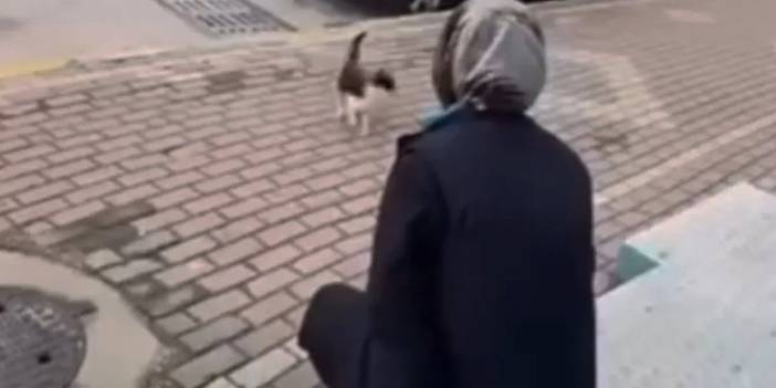 Sokak kedisini 'gel annem' diyerek çağırdı: Yüzüne kimyasal madde sıktı
