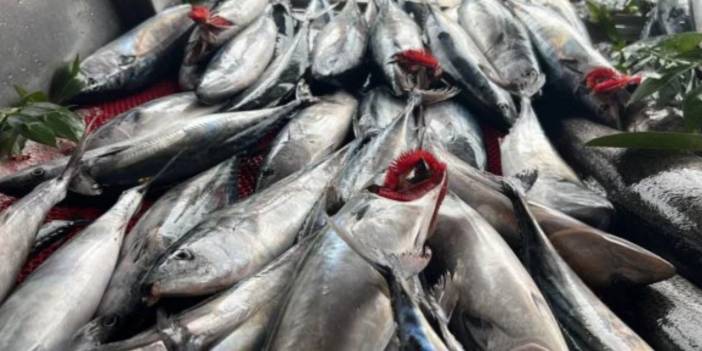 Palamut bolluğu tezgâhlara yansıdı! Fiyatlar açıklandı, balıkçılardan çağrı geldi