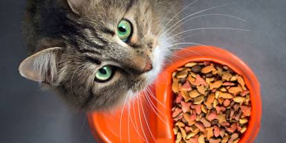 Ünlü kedi mamasının satışı yasaklandı: Acil koduyla toplatılıyor