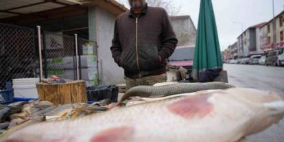 Fırat balığı 250 TL'den alıcı buluyor