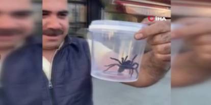 Bir kentte etçil örümcek paniği