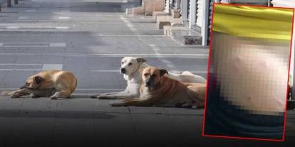 Sahipsiz köpekler 5 yaşındaki çocuğa saldırdı