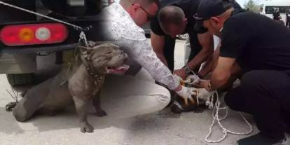 Pitbull dehşeti! Kalabalığın arasına daldı bir kadını yaraladı