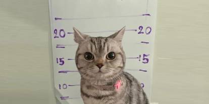 Gözaltına alınan kedi polisleri ısırdı: Sabıka fotoğrafı çekildi!