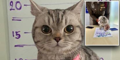 Sabıkalı kedi sosyal medyada gündem oldu! Polisleri ısırdı, pati izi alındı