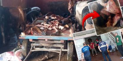 2,5 ton at eti ele geçirildi: 4 at kesilmek üzereyken kurtarıldı! Hepsini vatandaşa yedireceklerdi