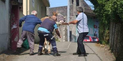 Rize’de kaçan kurbanlık sahiplerini peşinden koşturdu