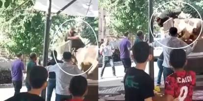 Şanlıurfa’da kızgın boğa dehşeti: Kasap ölümden döndü