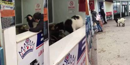 Otogarda keçi sürprizi: Bankoya çıktı paraları ağzına alıp kaçtı