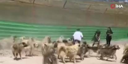 Hayvan barınağında dehşete düşüren görüntü