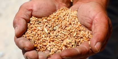 Atalık tohumdan 3,5 ton buğday hasadı
