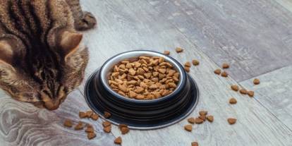 Ünlü kedi maması acil olarak piyasadan toplatılıyor: İçinden plastik parçası çıktı