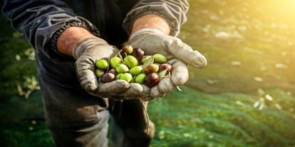 Zeytin üretiminin lideri iflas bayrağını çekti! Yeni Ses Gıda konkordato talebinde bulundu
