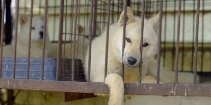 Güney Kore'de köpek eti yasaklandı