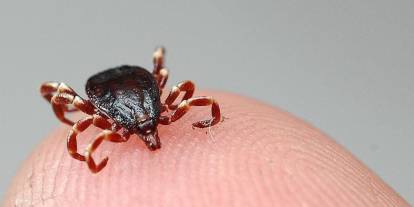 Halk sağlık uzmanından kene uyarısı: Erken müdahale hayat kurtarıyor