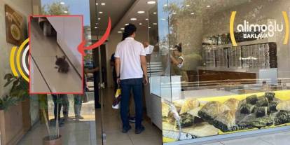 Aydın'da baklavacıda fare skandalı: İşletme sahibinden şaşırtan savunma