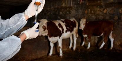 Ardahan’da şap alarmı: 77 bölge karantinaya alındı