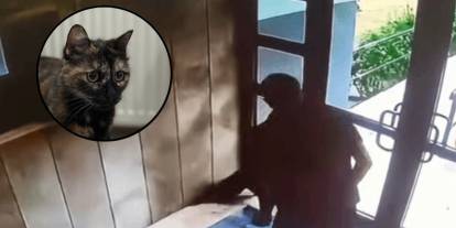 Öldürülen sadece 'Cezve' değilmiş! Son bir haftada derisi yüzülen köpekten, başı ezilerek öldürülen kediye dehşet yaşandı
