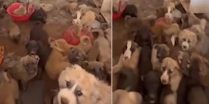 Silopi barınağında yürek dağlayan görüntüler! Hepsini bir barakaya tıkmışlar