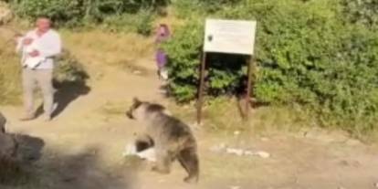 Bitlis'te ayı saldırısı! Kucağında bebekle dehşeti yaşadı