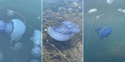 Marmara'da kabus geri döndü! Bitti denilen müsilaj yeniden ortaya çıktı