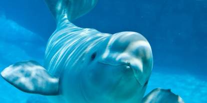 Kanada’da şok karar: 30 Beluga öldürülebilir