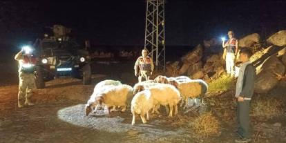 Kaybolan 11 koyun jandarma sayesinde bulundu