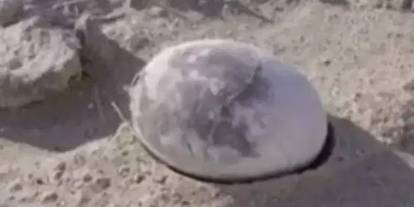 70 milyon yıllık dinozor yumurtası bulundu! Canlı yayında ortaya çıktı