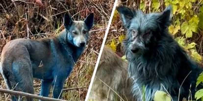 Çernobil’de maviye bürünen köpekler dikkat çekti