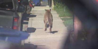 Çin’de sirkten kaçan aslan paniğe yol açtı! Film sahnelerini aratmadı