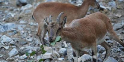 2 yaban keçisini öldürenlere rekor ceza: Tam 1 milyon 901 bin 355 lira