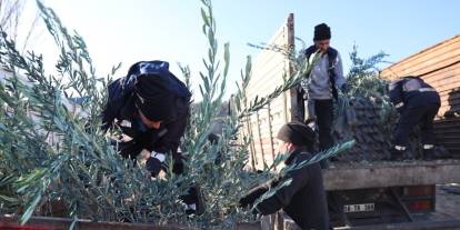 Eskişehir Belediyesi'nden zeytin fidanı desteği