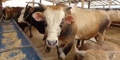 Türkiye'de “deli dana” alarmı: Uzmandan kritik sakatat uyarısı