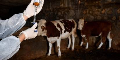 Şap alarmı İstanbul'da! 21 mahalle karantinada