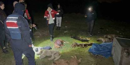Çöp konteynerinde 9 ölü köpek bulundu