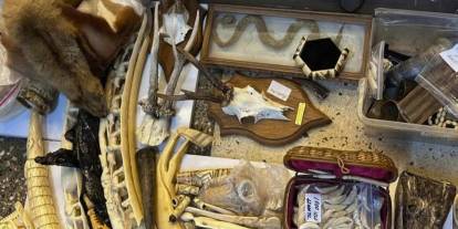 Timsah derisi, fil dişi, aslan tırnağı... İstanbul'da şoke eden baskın