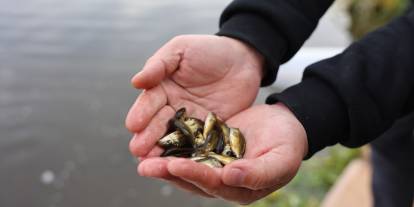 Eskişehir Porsuk Çayı’na 5 bin aynalı sazan bırakıldı