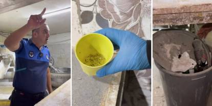 Fırınlarda dehşet manzara! Zabıta tek tek böcekleri saydı