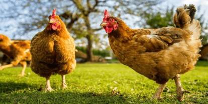 Tavukçuluk devi konkordato ilan etti