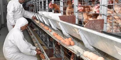 Dev tavuk ve yumurta firması iflas etti! Konkordato başvurusu yaptı