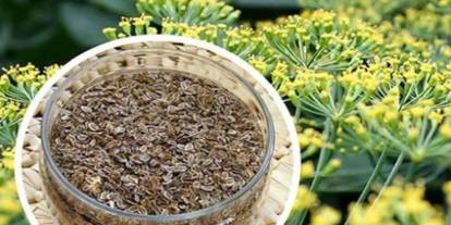 Dünyanın en sağlıklı besini rezene oldu: İşte zirveye yerleşme nedeni