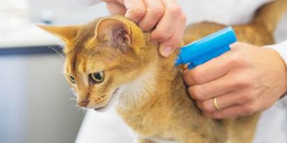 Kedi köpek sahipleri dikkat! Yaptırmayana ceza geliyor, son tarih 31 Aralık