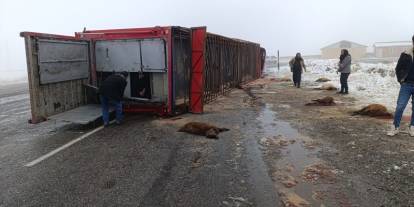 Hayvan yüklü tır devrildi: 10 küçükbaş telef oldu