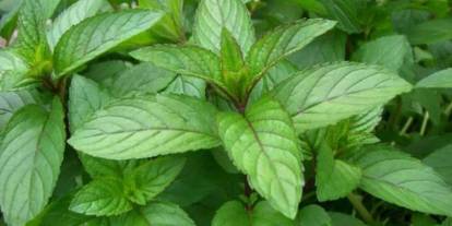 Tıbbi nane nedir? Tıbbi nane ne işe yarar?