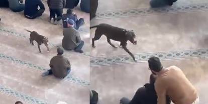 Pitbull camiye girdi, sahibine işlem yapıldı