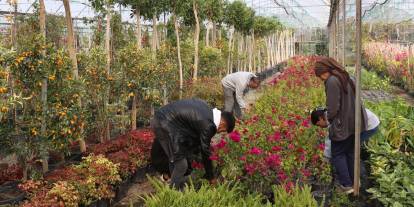 Muğla Büyükşehir’den yerel kalkınmaya destek: Beyobası’nda 'Alım Garantili Süs Bitkisi' Projesi