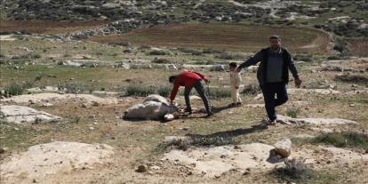 Batı Şeria’da tarımsal tahribat: 8 binden fazla ağaç söküldü, hayvanlar zehirlendi!