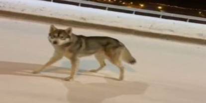 Ardahan'da kurt şehre indi